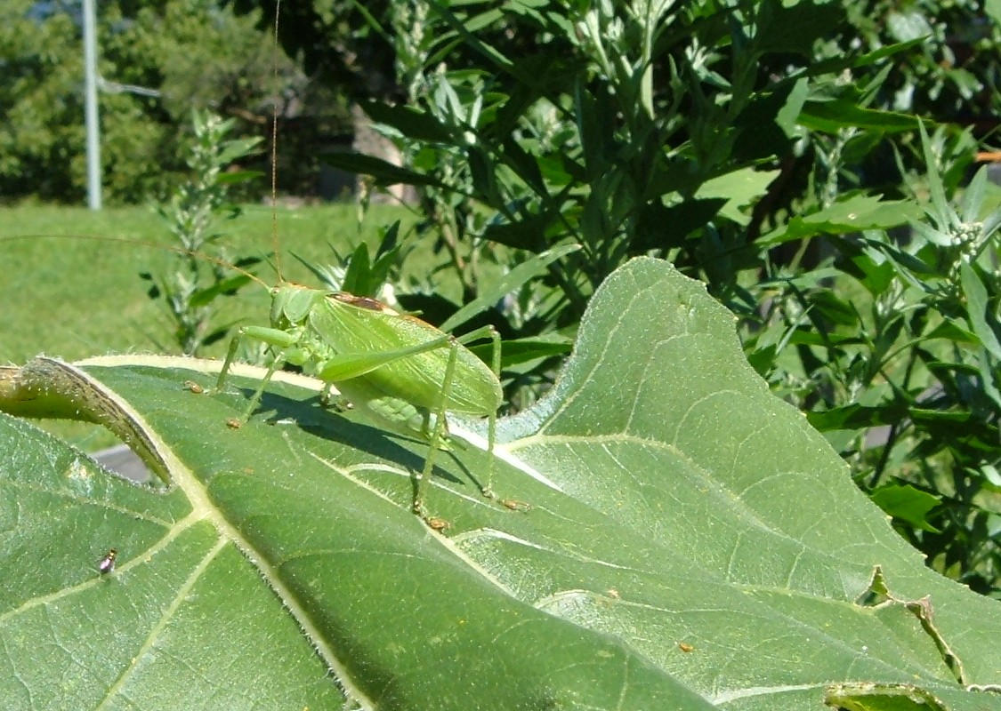 Ortotteri delle Orobie valtellinesi (Sondrio)